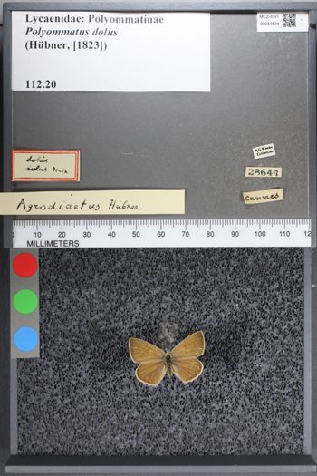 Media type: image;   Entomology 54534